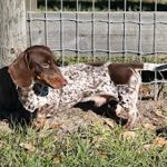 Miss Shadow’s Sassy & Texas Ranger Case – AKC Miniature Dachshund Puppies