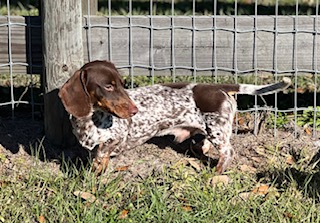 Miss Shadow’s Sassy & Texas Ranger Case – AKC Miniature Dachshund Puppies