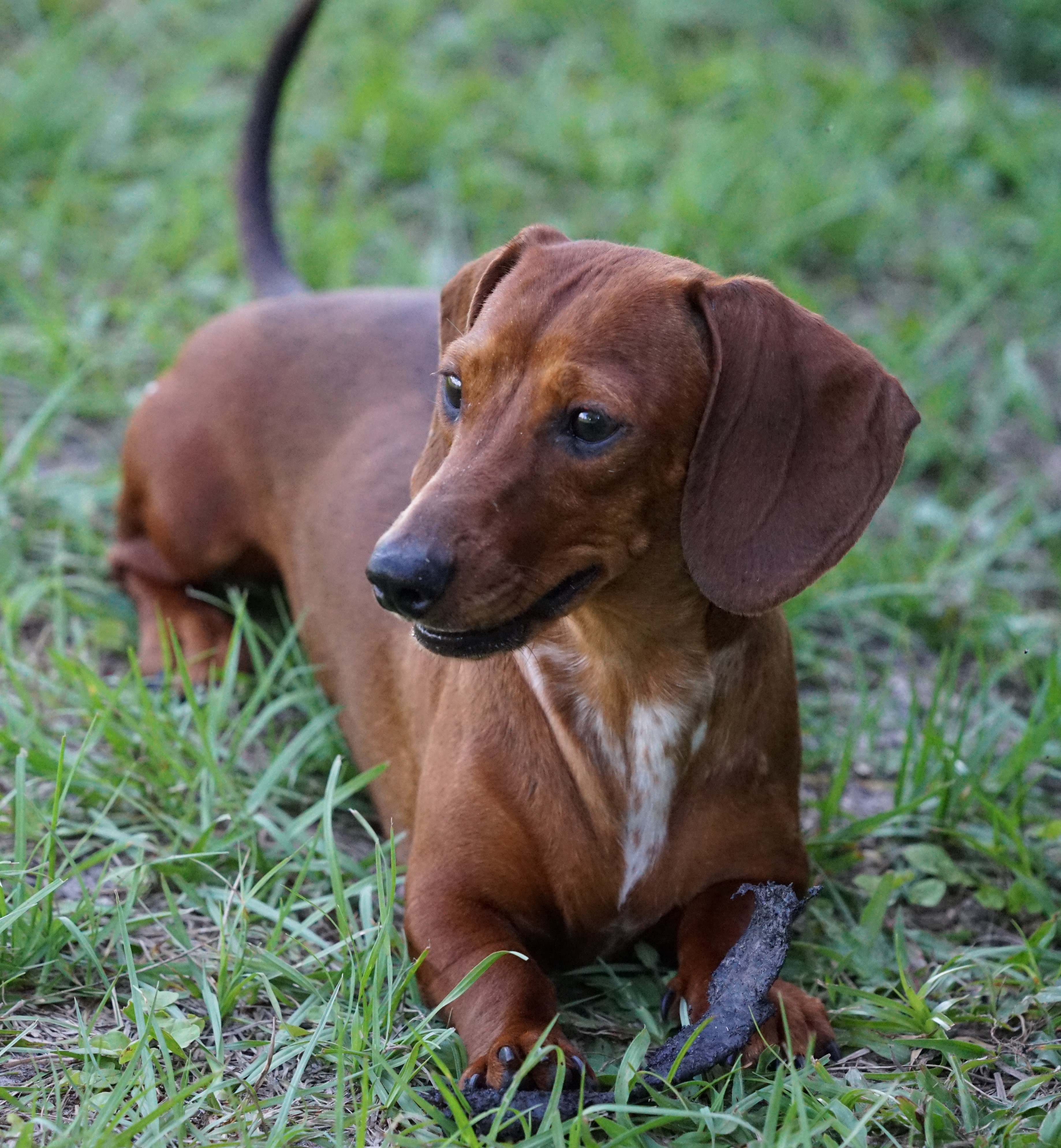 Expected AKC Miniature Dachshund Litters