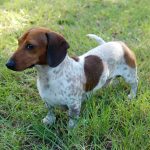 Expected AKC Miniature Dachshund Litters