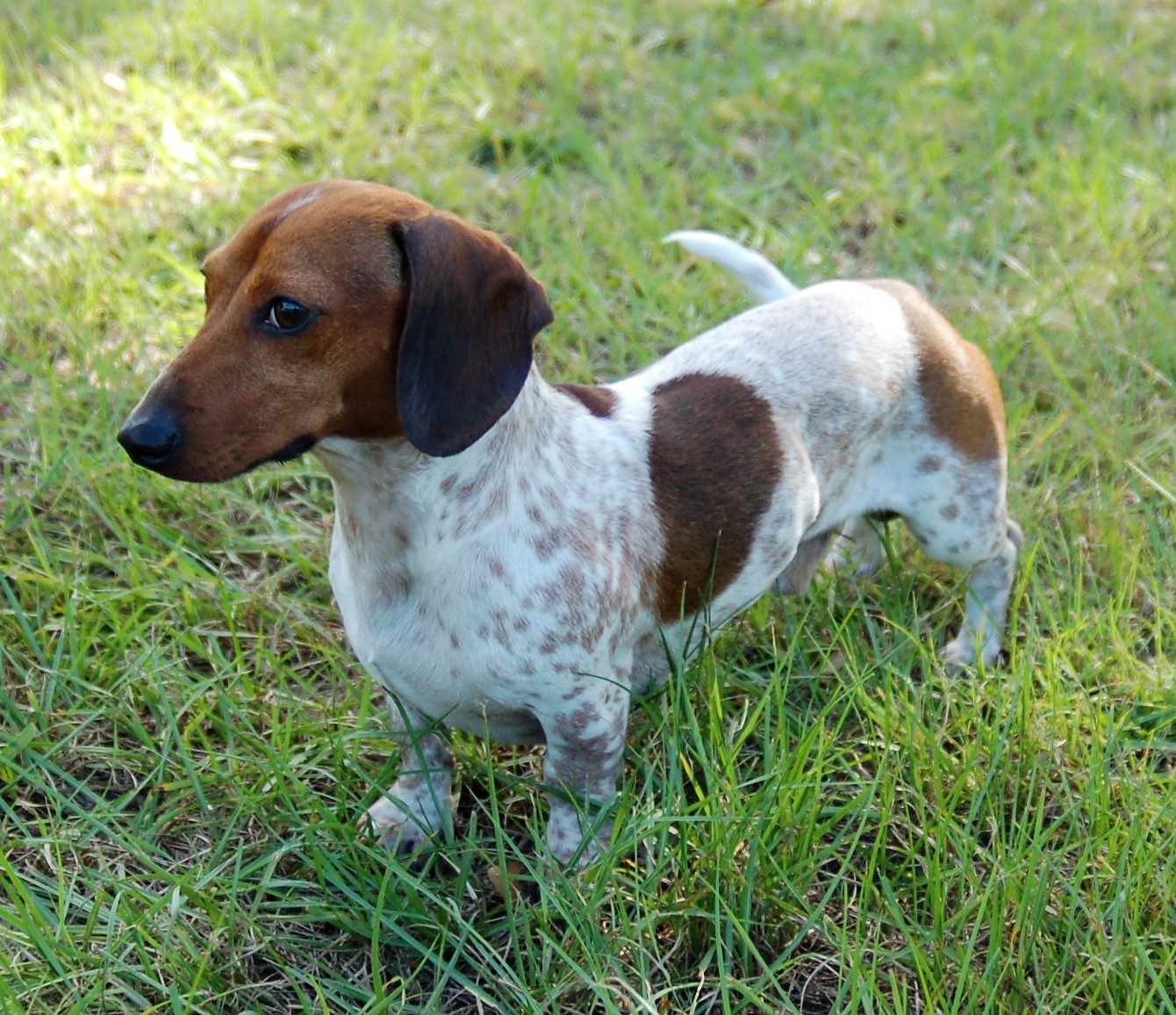 Expected AKC Miniature Dachshund Litters