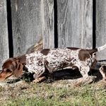 Expected AKC Miniature Dachshund Litters