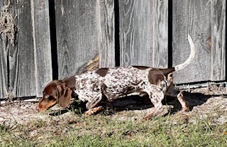 Expected AKC Miniature Dachshund Litters