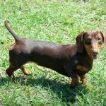 Expected AKC Miniature Dachshund Litters