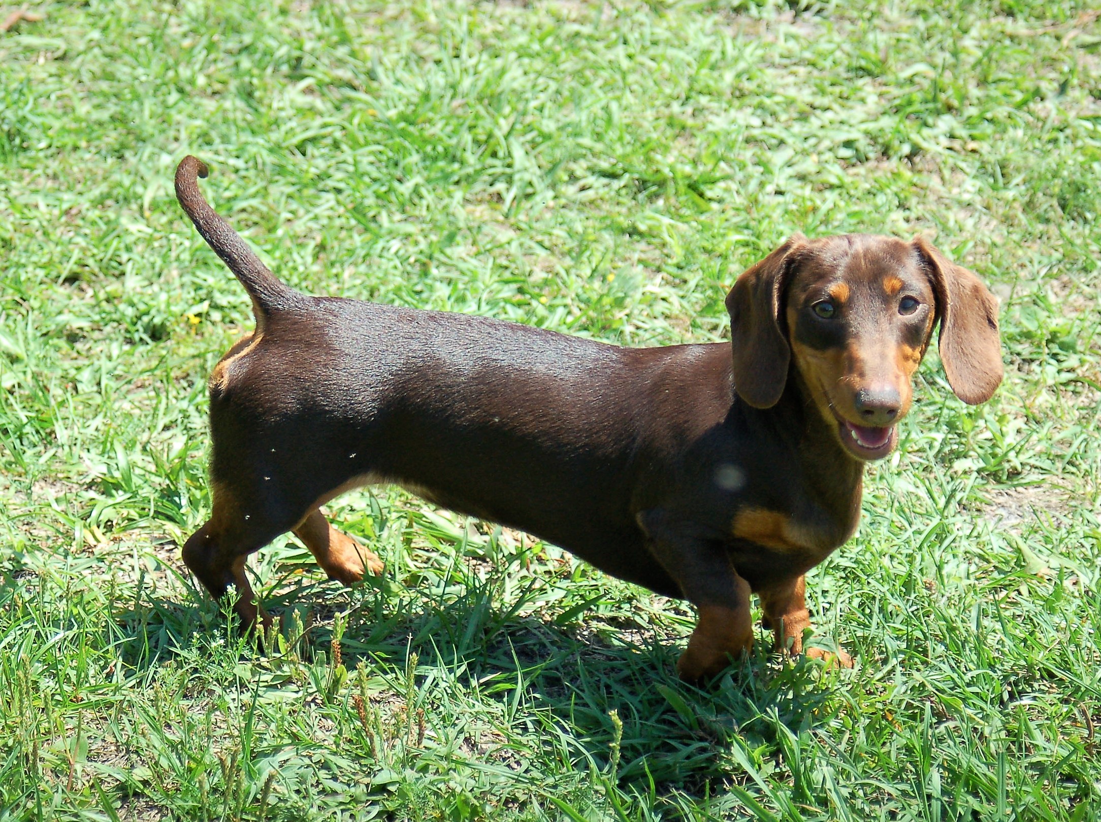 Expected AKC Miniature Dachshund Litters