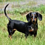 Expected AKC Miniature Dachshund Litters