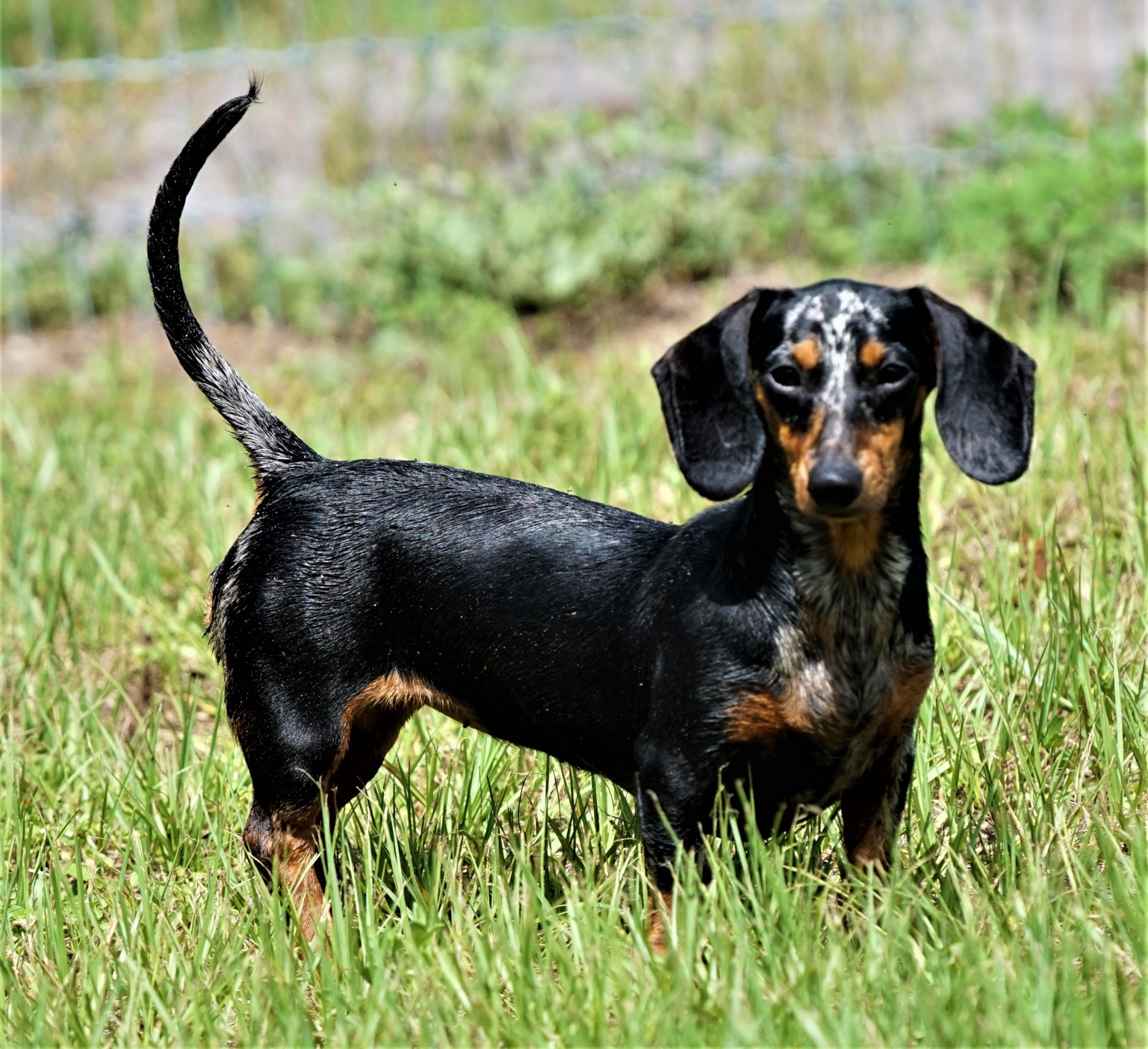 Expected AKC Miniature Dachshund Litters