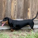 Expected AKC Miniature Dachshund Litters