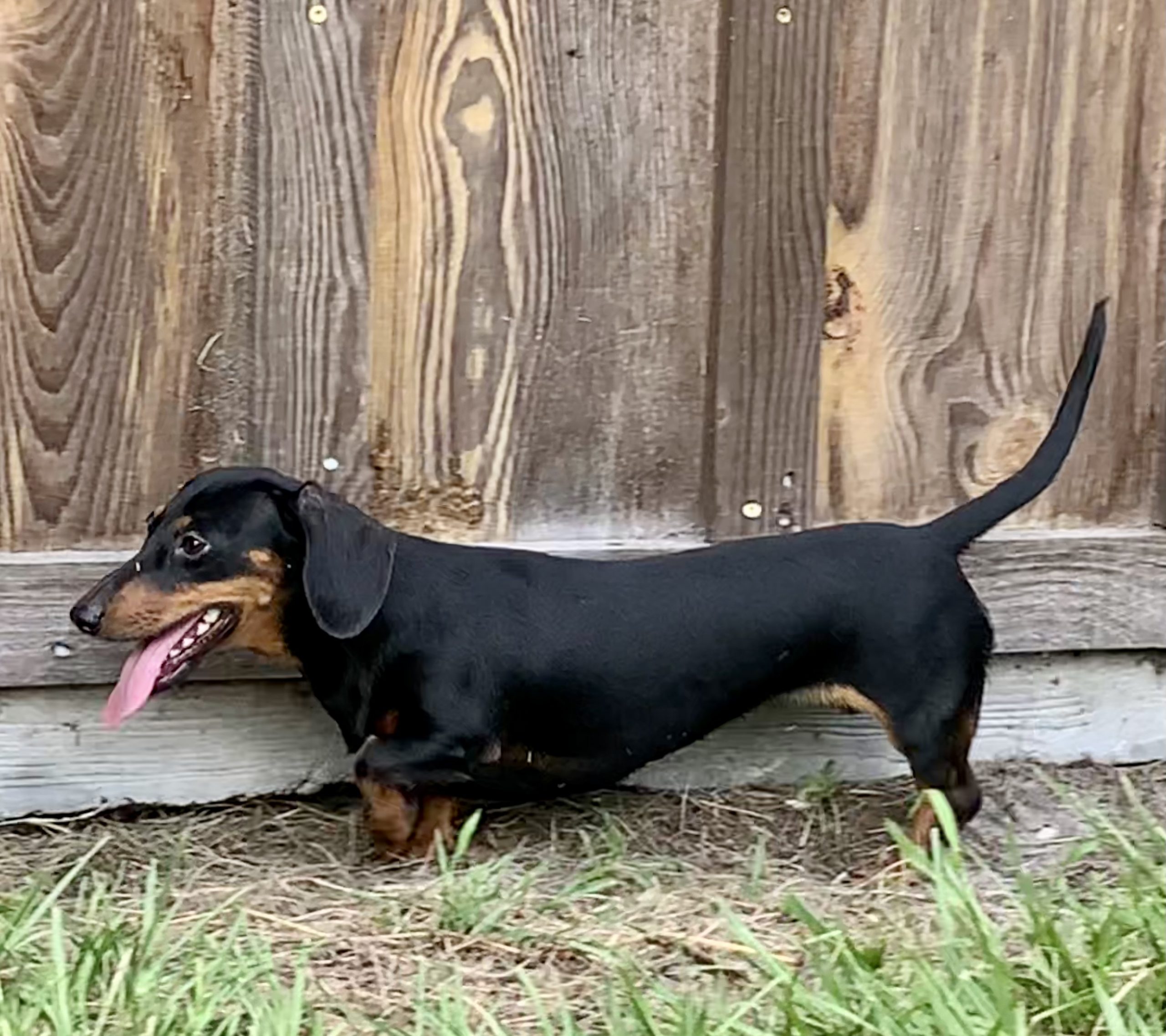 Expected AKC Miniature Dachshund Litters