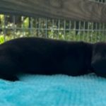 Tank – Emma Lou & Sir Luke Duke