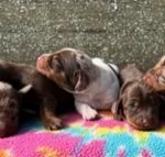 Miss Shadow’s Sassy & Tennessee Dappled Dax – AKC Miniature Dachshund Puppies