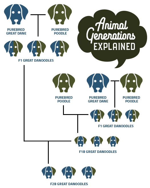 brief animal generations explained