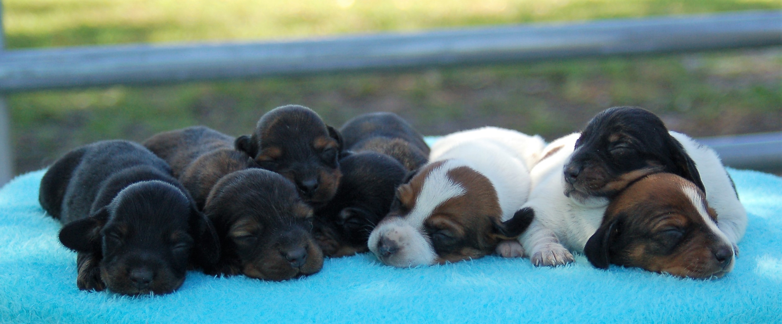 Past Mini Dachshund Puppies