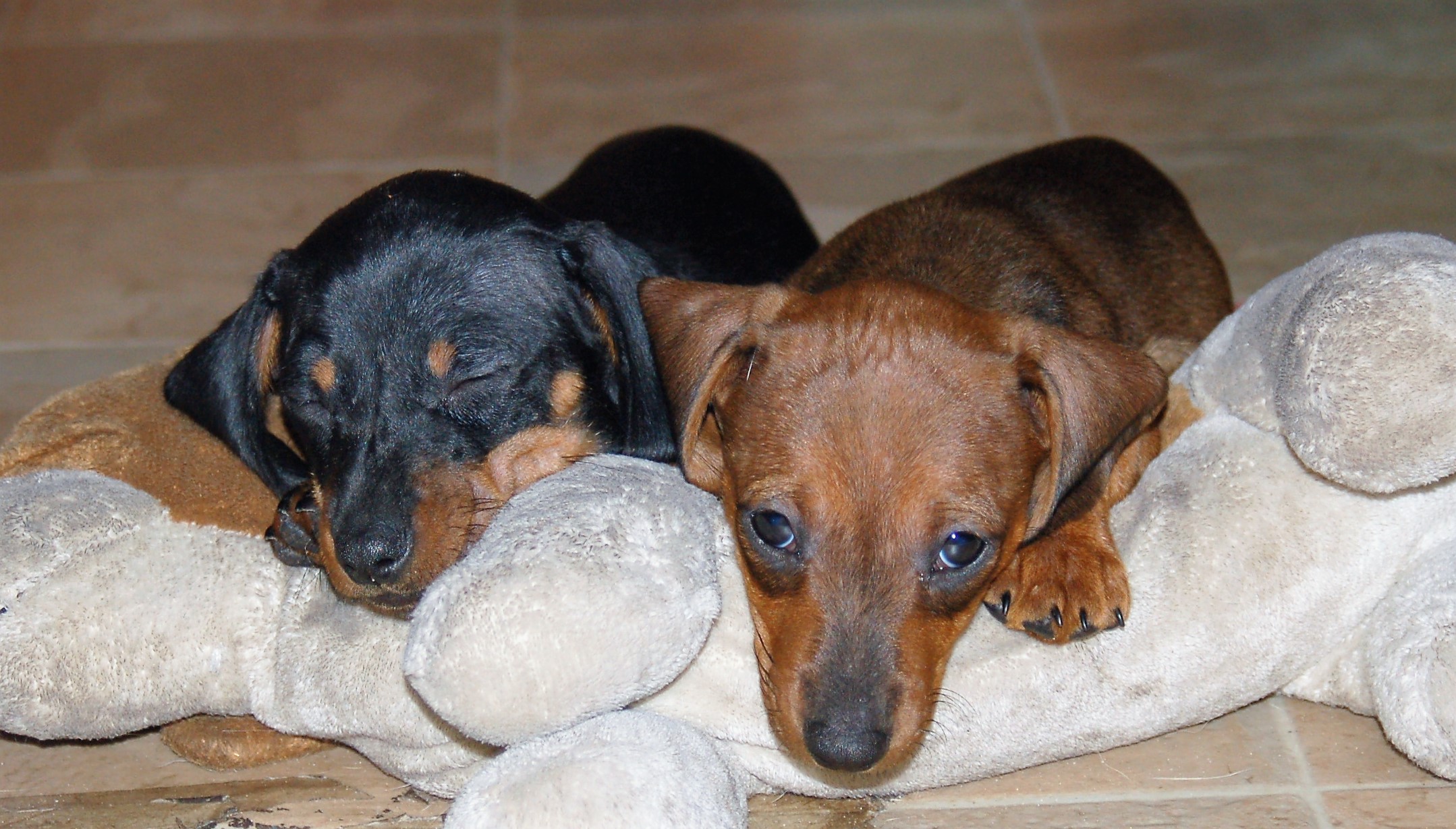 Tanya Tucker & Mister Luke Duke – AKC Miniature Dachshund Puppies