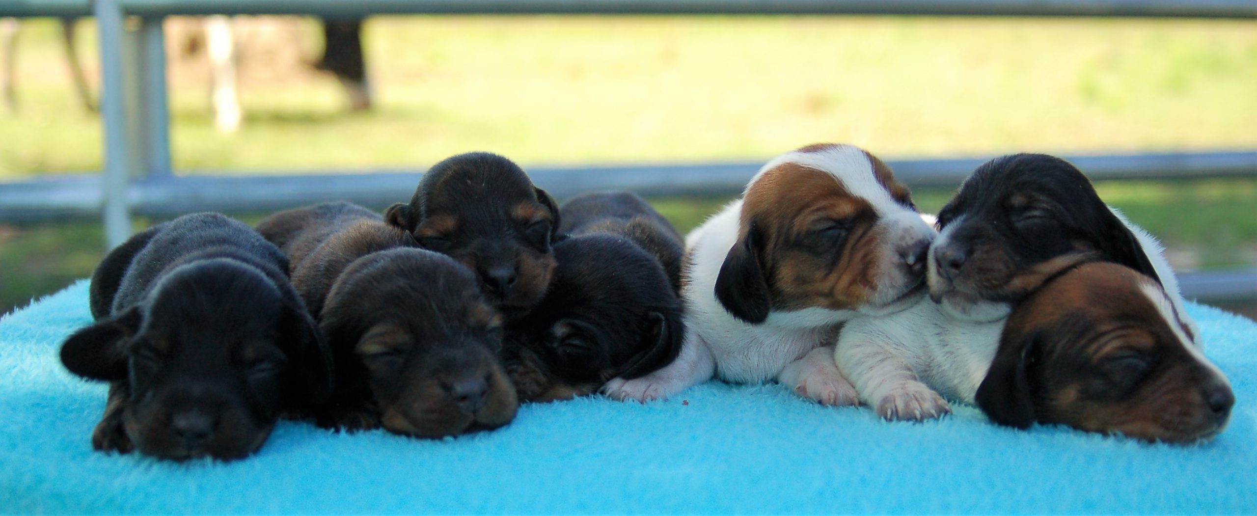 Miss Teagan Louise & Mister Luke Duke – AKC Miniature Dachshund Puppies