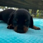 Tank – Emma Lou & Sir Luke Duke